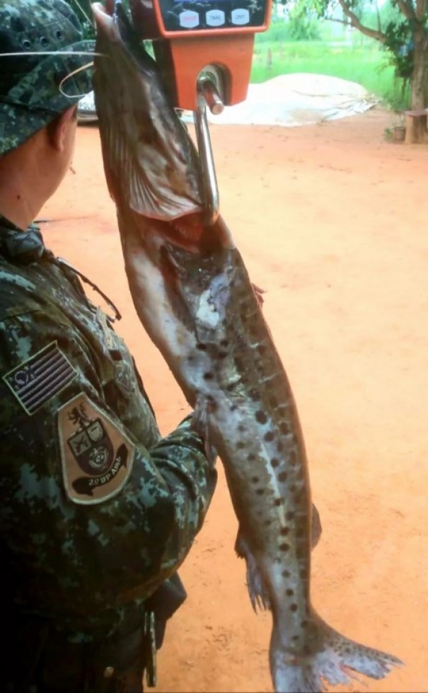 Aps denncia, pescador  multado em mais de R$ 1,1 mil pelo armazenamento irregular de peixes