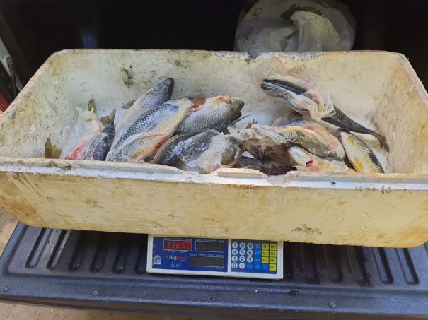 Dupla  autuada em mais de R$ 2,4 mil por transporte irregular de pescado em Rosana