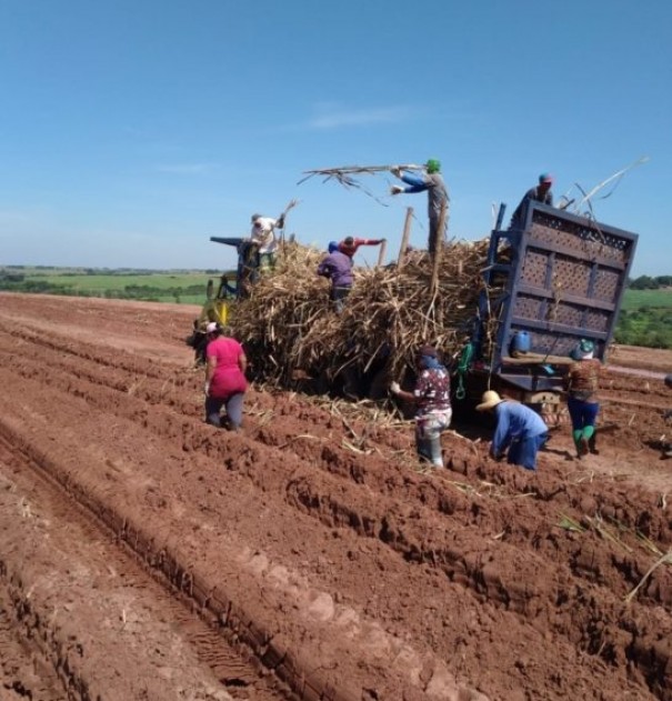 Fiscalizao encontra 100 trabalhadores sem registro no plantio da cana de acar