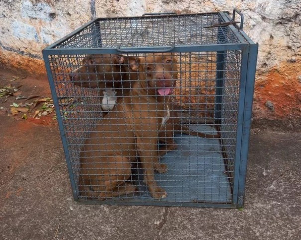Cadelas da raa pitbull encontradas soltas pela Avenida Ademar de Barros so resgatadas