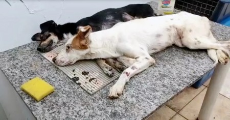 Médico veterinário é multado em R$ 21 mil por maus-tratos a seis cachorros e um gato; profissional prestava serviços ao CCZ