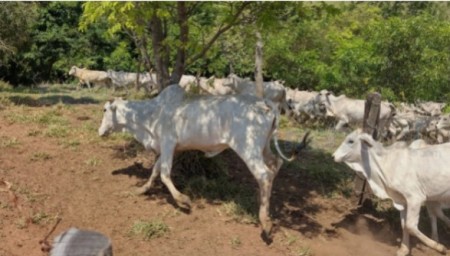 Fazenda é autuada em mais de 100 mil reais por infrações ambientais em Parapuã