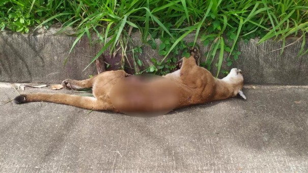 Ona-parda morre atropelada na Rodovia Assis Chateaubriand em Presidente Prudente