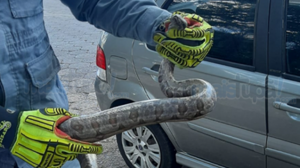 Corpo de Bombeiros captura cobra na Pra�a da Bandeira