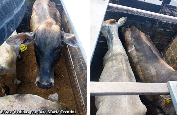 Pol�cia Militar de Pompeia recupera bovinos e su�no furtados