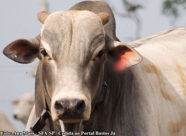 So Paulo obtm condio essencial para retirada da vacinao contra aftosa