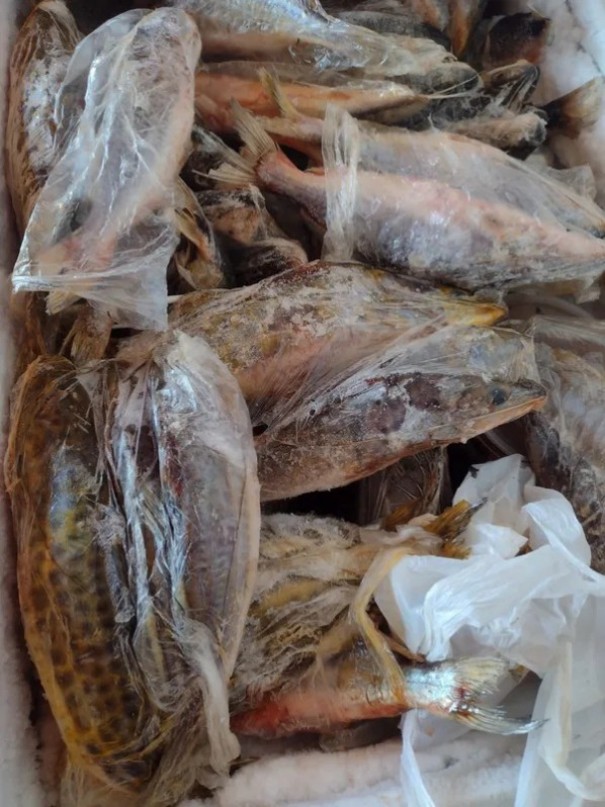 Pescador profissional leva multa de R$ 2,5 mil por armazenamento irregular de peixes em Euclides da Cunha Paulista