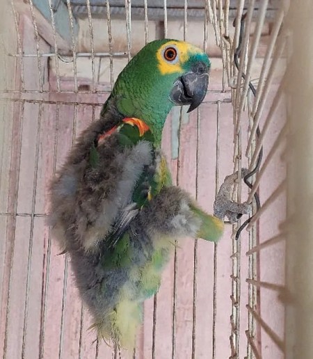 Morador de Pirapozinho leva multas que totalizam R$ 3,5 mil por manter papagaio em cativeiro e com sinais de maus-tratos