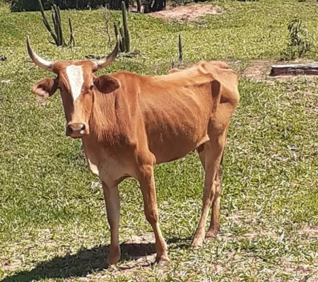 Produtor rural leva multa de R$ 84 mil por maus-tratos a rebanho bovino em Teodoro Sampaio