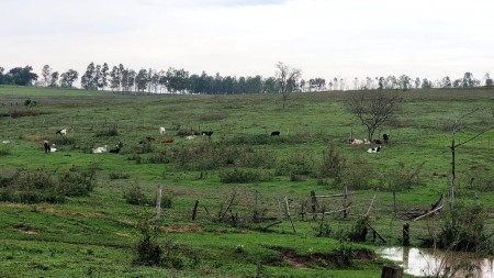 Assentado é multado em R$ 10 mil por manter vacas e cavalo em reserva legal