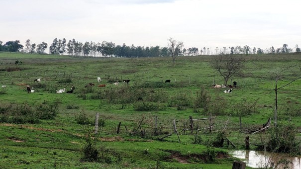 Assentado � multado em R$ 10 mil por manter vacas e cavalo em reserva legal