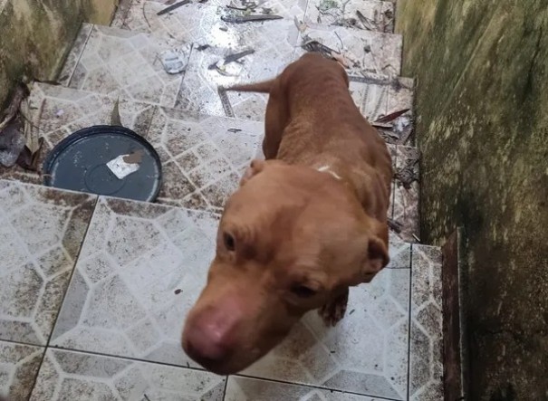 Mulher � multada em R$ 3 mil por maus-tratos a cachorro, em �lvares Machado