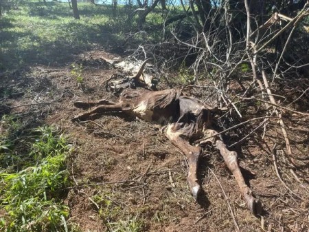 Fazendeiro leva multa de mais de R$ 300 mil por maus-tratos a rebanho de 72 bovinos em Iepê