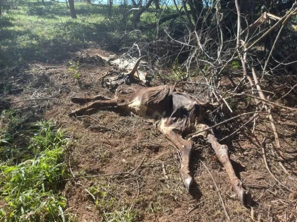 Fazendeiro leva multa de mais de R$ 300 mil por maus-tratos a rebanho de 72 bovinos em Iep�