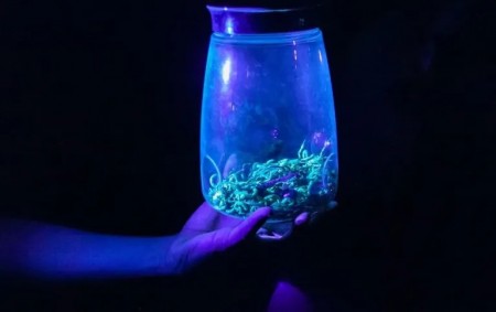 Em três horas, mais de 550 escorpiões são capturados no cemitério de Andradina