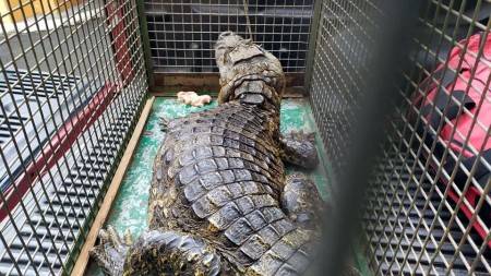 Jacaré é capturado perto de residência em Dracena