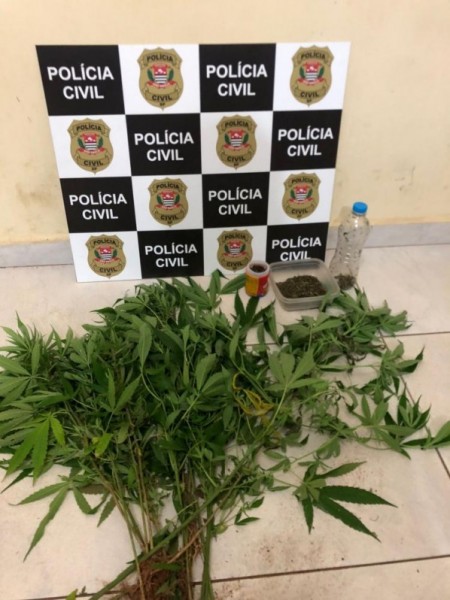 Polícia Civil de Parapuã apreende pés de maconha, sementes e porções da droga em propriedade rural