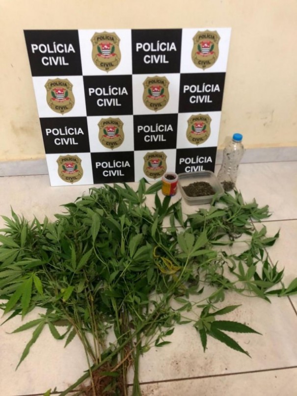 Pol�cia Civil de Parapu� apreende p�s de maconha, sementes e por��es da droga em propriedade rural
