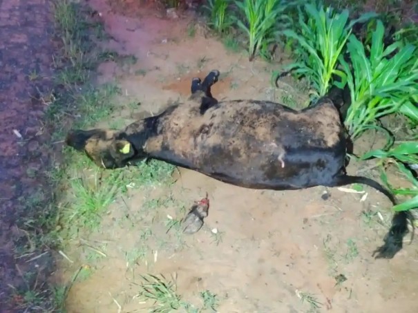 Bovinos soltos na pista causam acidente na regi�o