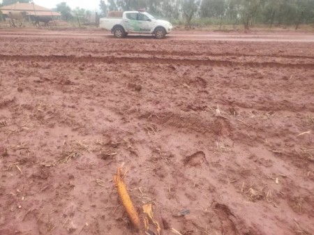 Polícia Ambiental multa usina sucroalcooleira em R$ 2,4 mil por corte de árvores nativas em Panorama