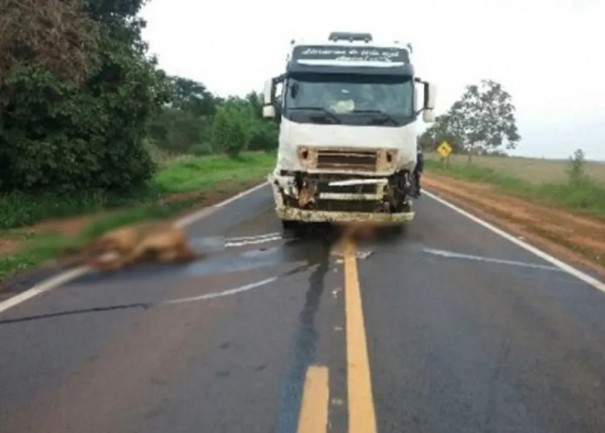 Quatro cavalos morrem atropelados na regi�o