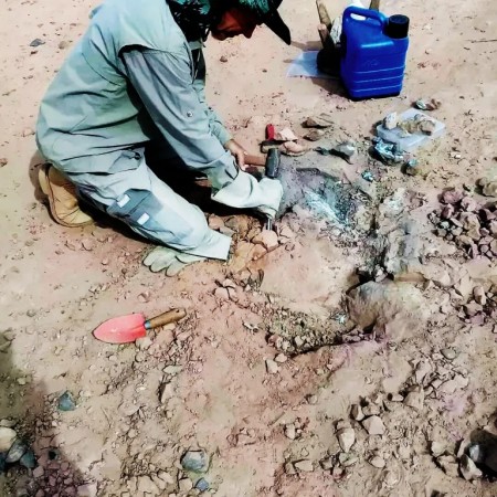 FLÓRIDA: Novos fósseis de dinossauro são encontrados