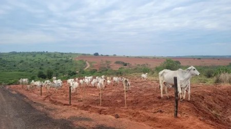Pastoreio de bovino em área de reserva gera multa de 32 mil a fazendeiro