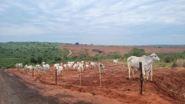 Pastoreio de bovino em �rea de reserva gera multa de 32 mil a fazendeiro