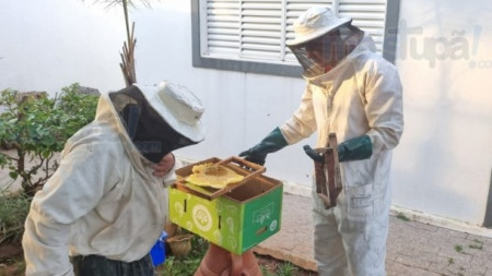 Corpo de Bombeiros e Apicultores capturam abelhas no Jardim AmÃ©rica em TupÃ£
