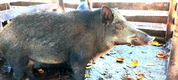 Após denúncia, assentada recebe multa de R$ 2,6 mil por confinar javaporcos, em Caiuá
