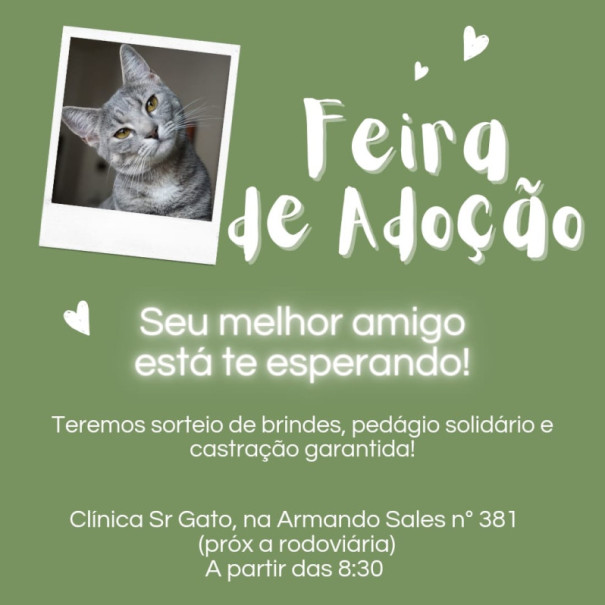 Feira de adoção de gatos abandonados acontece neste final de semana em OC
