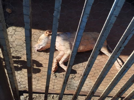 Tutor abandona sem Ã¡gua e alimentaÃ§Ã£o cachorro pitbull infectado por leishmaniose em Teodoro Sampaio