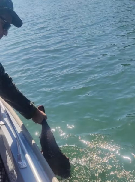 FiscalizaÃ§Ã£o flagra pescador em atividade irregular durante a piracema no Rio ParanÃ¡ e apreende barco, motor e caniÃ§o, em PaulicÃ©ia