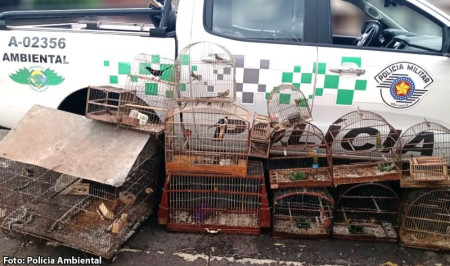 Idoso Ã© multado em r$ 15,5 mil por manter 31 aves silvestres em cativeiro, em Osvaldo Cruz