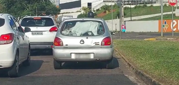 Polícia Ambiental identifica motorista que colocou bezerro no porta-malas de carro de passeio; homem vai levar multa de R$ 3 mil e ainda responder po