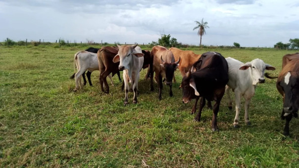 Fazendeiro é preso suspeito de furtar mais de 100 bois e vacas em Araçatuba