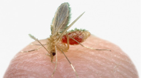 Osvaldo Cruz detecta vÃ¡rios casos de Leishmaniose em cÃ£es