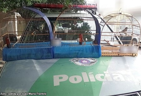 Polícia Ambiental de Tupã aplica multa de r$ 11 mil a criador amador de aves