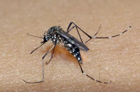 Garça confirma primeiro caso importado de chikungunya neste ano