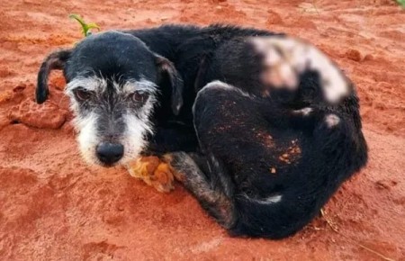 Idoso é multado em R$ 3 mil após abandonar cachorro em estrada rural de Santo Anastácio