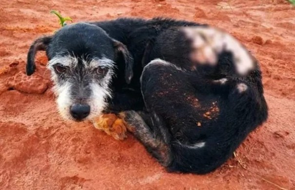 Idoso  multado em R$ 3 mil aps abandonar cachorro em estrada rural de Santo Anastcio