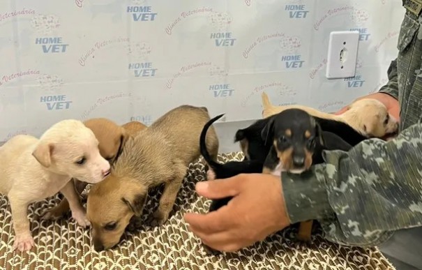 Idoso abandona sete filhotes de cachorro em caixa de papel�o e acaba autuado em R$ 21 mil, em Rosana