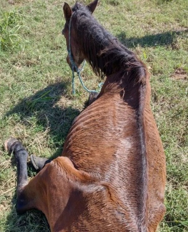 Idoso leva multa de R$ 3 mil e ainda responder� por crime de maus-tratos a cavalo em Dracena