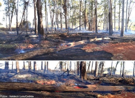 Incêndio destrói áreas de pasto e eucaliptos em Bastos