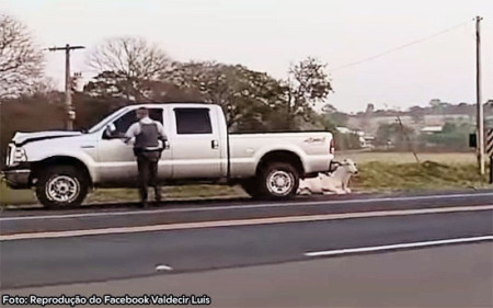 Bovino provoca acidente na Rodovia Brigadeiro Eduardo Gomes em Bastos