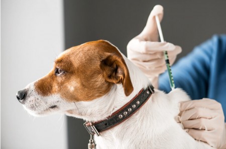 Acontece hoje mais uma etapa da vacinacao antirrabica animal em Osvaldo Cruz