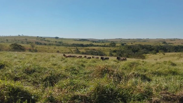 Assentada � multada em R$ 15 mil por pastoreio de gado em �rea de reserva legal, em Marab� Paulista