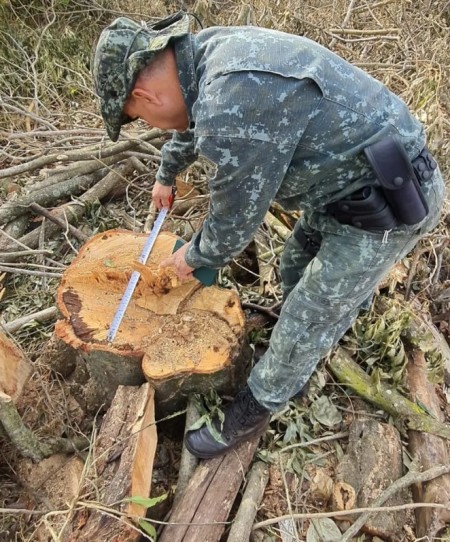Sitiante leva advertência após cortar três árvores nativas no Assentamento Gleba XV de Novembro, em Rosana