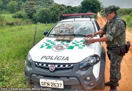 Polícia ambiental de Tupã flagra caça de pássaros silvestre e aplica multa de r$ 1.500,00