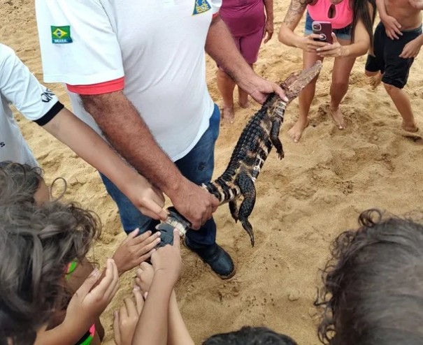 Jacar  encontrado por banhistas em praia s margens do Rio Paran, em Presidente Epitcio